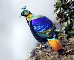 एशिया के इकलौते मोनाल प्रजनन केंद्र में एक साथ तीन मोनाल का हुआ प्रजनन