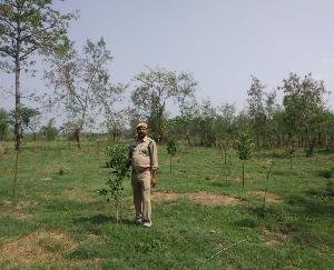 पर्यावरण संरक्षण की दिशा में निरंतर प्रयासरत वन मण्डल नालागढ़