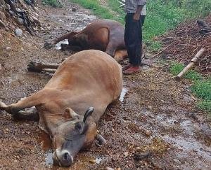 नलसुहा में आसमानी बिजली गिरने से 4 मवेशियों की मौत