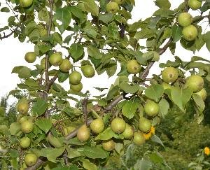 Story of success in CORONA  crisis SHIMLA HIMACHAL PRADESH 