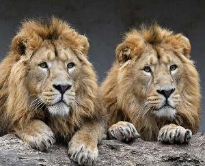 Delta variant of corona virus found in 4 lions of Tamil Nadu zoo