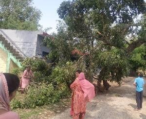 A tree branch fell on the building of Cooperative Society in Lower Bhalbal