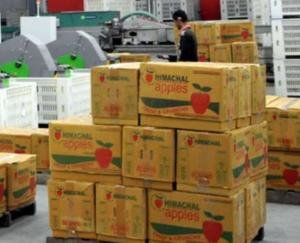 Shock to the gardeners of the state, apple carton became costlier by five to 10 rupees