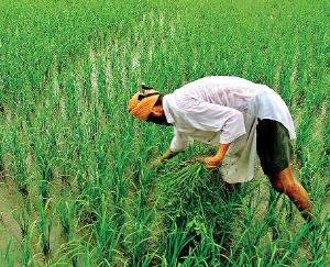 Central government released PM Kisan mobile app for farmers