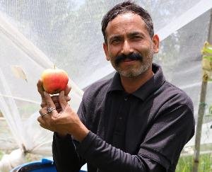 अर्की :राजेन्द्र ठाकुर ने 5800 फुट की ऊंचाई पर सेब उत्पादन कर पेश की मिसाल