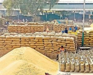 भारतीय खाद्य निगम हिमाचल प्रदेश द्वारा राज्य के 3258 किसानों से 13040 मीट्रिक टन गेहूं की हुई सीधी खरीद