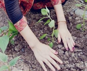 दाड़लाघाट : राजकीय आदर्श वरिष्ठ माध्यमिक विद्यालय धुंदन की एनएसएस इकाई ने लगाए तुलसी के पौधे