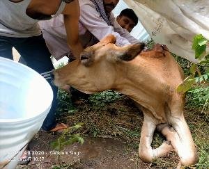 देहरा : बेसहारा गौ वंश को बचाने के प्रयास नहीं हो पाए सफल 