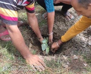 नेहरू युवक मंडल गलोग द्वारा चलाया गया सफाई अभियान, पौधे भी लगाए गए