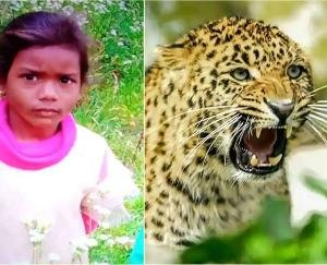 shimla-news-update-firstverdict-2021