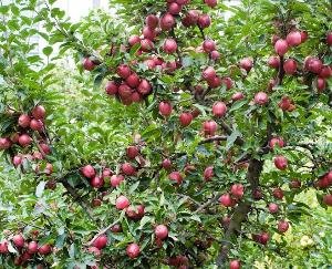 Gardeners stopped plucking due to non-receipt of reasonable price of apples in Himachal Pradesh mandis