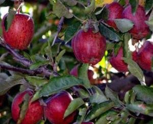 Himachal: Due to fall in the price of apples, the business of billions of the state is in trouble