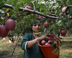 Due to the fall in the prices of apples, the state's economy may derail