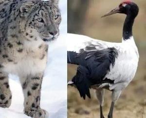 Snow leopard declared as state animal and black necked crane as state bird in Ladakh