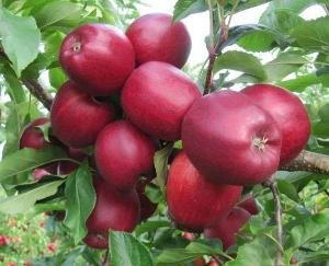 There was a slight jump in the prices of Royal apples in district Kullu, relief to the gardeners