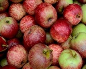 Adani, import or quality factor, why did apple prices fall?