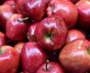 Shimla: The gardeners of Kotgarh will now save apples in packs of one kg, not in boxes