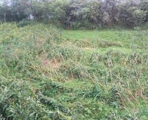 Darlaghat: Incessant rain has ruined the farmers' crop