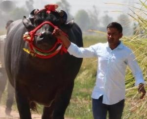 Sultan Jhote dies of luxury cars of Audi-BMW brand