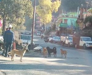 Stray dog herds become a cause of trouble for the common people