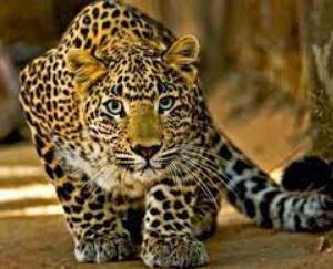 Arki: Leopard attacked youths riding bikes, narrowly escaped