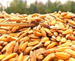 Rajgarh: Paddy will be procured from October 15 in Haripur Tohana and FCI godown Kalaamb