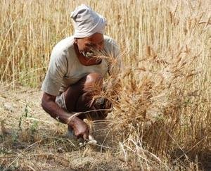 Inflation hit: After wheat, now the prices of animal feed seeds increased, Barseem became expensive by so much
