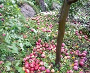 Kinnaur: Due to sudden snowfall, devastation in apple-laden orchards, outbreak of cold wave also increased