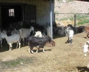 Hamirpur: No reduction in subsidy amount of goat rearing scheme - Dr. Manoj Kumar