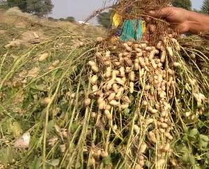 Rajgarh: Two day Kisan Goshthi organized in Bhuira