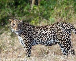 शिमला : 5 साल के बच्चे को उठा ले गया तेंदुआ