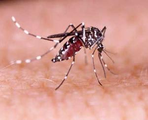 The havoc of Zika virus did not stop in Kanpur, 16 new cases surfaced