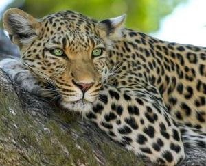 Himachal: Human Rights Commission orders to kill man-eating leopard