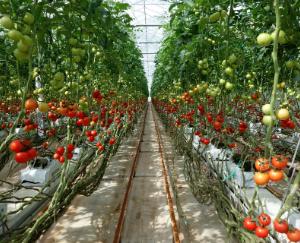 The Journey of Tomato in Solan