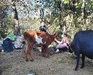 Dadlaghat: 5 cows died in a week in Bated village of village panchayat Rodi