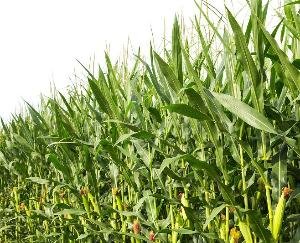 Nahan: Central team took stock of damage to crops in Sirmaur