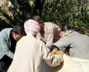 Dadlaghat: Animal Husbandry Department team reached Gram Panchayat Rauri to check animals