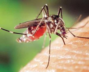 Dengue uncontrollable in Haryana, last seven years' record broken