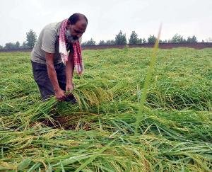 Solan: Farmers urged to get insurance of Rabi crops