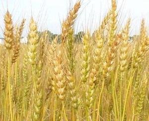 Nahan: Under the revamped Prime Minister's crop insurance scheme, the farmers of the district should get insurance for wheat, barley and garlic.