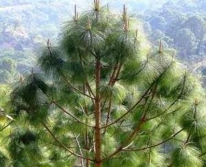 Ethanol will be made from pine leaves