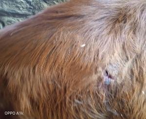 कोटगढ़ में भालू का आंतक