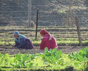 करसोग : रासायनिक खादों के दामों में बढ़ोतरी से नाराज किसान और बागवान 