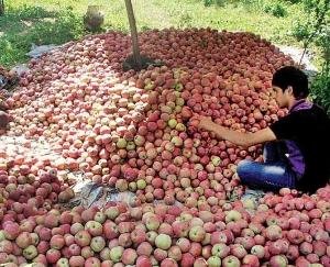 Gardeners decide victory and defeat in many seats