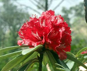 Burans flower found in Himachal Pradesh forests will help in preventing corona virus