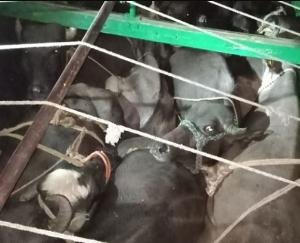 Hamirpur: Police caught a truck full of buffaloes