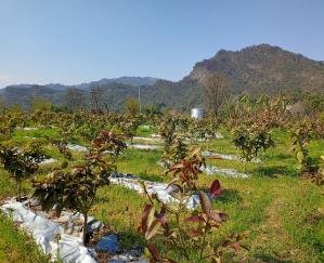 Hamirpur: The fragrance of the fruits of Hamirpur will smell in the country