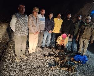 leopard skin found in DSP Sangrah surveillance 