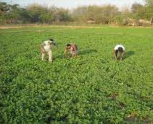 Narottam Singh became an inspiration for people by doing natural farming. Doing natural farming on 13 bighas of land for the last 4 years
