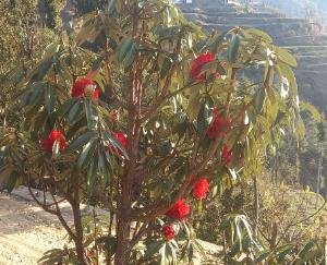 Rhododendron is becoming a source of income for women of self-help groups